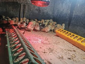 Predám kuriatka viacero druhov