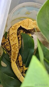 Pagekon riasnaty - Correlophus ciliatus