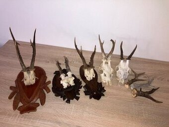 Súbor srnčích trofejí