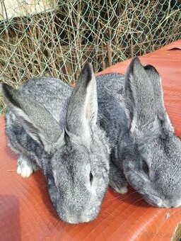 Cinčila Velka - Mäsové plemeno