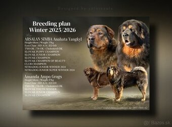 Tibetska doga šteniatka s PP - 1