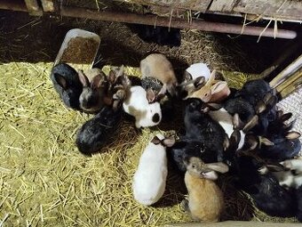 Predám Mladé králiky