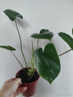 Philodendron Burle Marx - 1