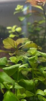 Krevety Neocaridina