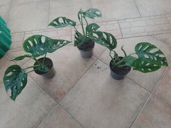 Monstera Obliqua 16.mesacna sadenica 1ks/7€+posta