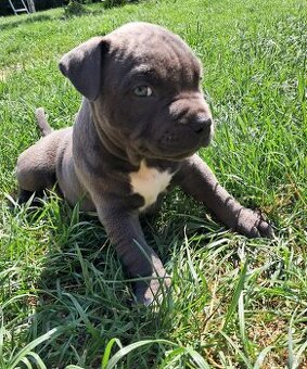 Šteniatka - Americký stafordšírsky teriér (Amstaff, Staford)