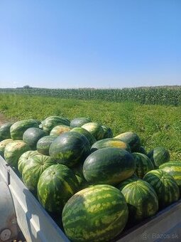 Čerstve domace melony.