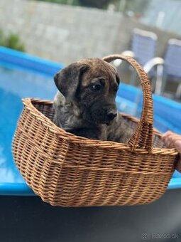 Perro de Presa Canario šteniatko na predaj