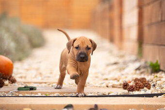 Rhodéský ridgeback štěňátka s PP