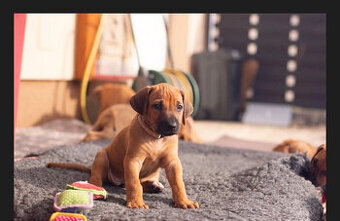 Rhodéský ridgeback štěňátka s PP - 1