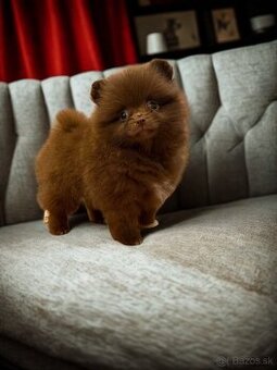Pomeranian