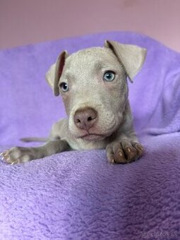 Americký pitbulterier s PP silverfawn rarita