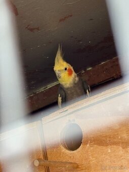 Predám korelu samca