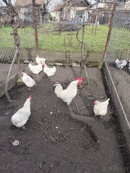 Bresse galouse ,Bresse