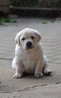 LABRADOR RETRIEVER s PP