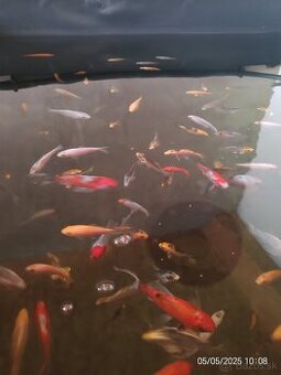 Koi Kapor
