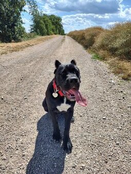 Cane corso