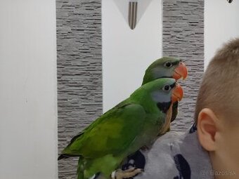 veľmi krásne nežné ručne chované čínske papagáje