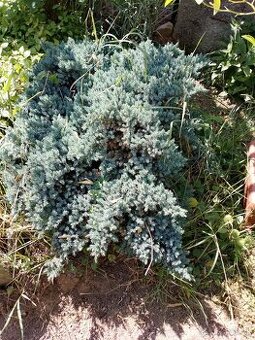 Pekna Borievka, juniperus squamata