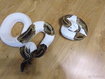 Python regius piebald - dve dospelé samice