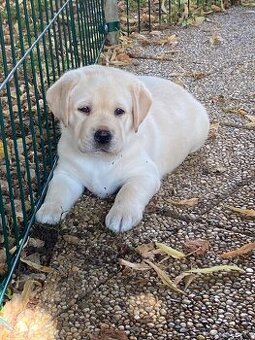 Labrador retriever žlté šteniatka s PP