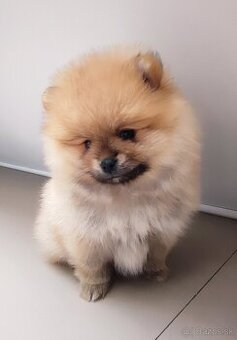 Pomeranian, nemecký špic
