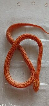 Užovka americka červena