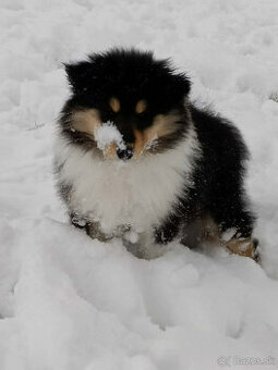 Kólia dlhosrstá, collie rough - šteniatka s PP (FCI)