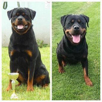 Rotvajler – šteniatka s PP na predaj (odber od 22. novembra)