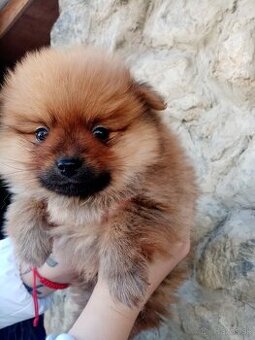 Oranžový špic - pomeranian
