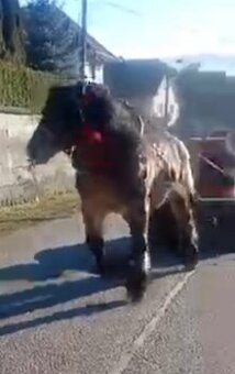 Ťažný kôň predaj