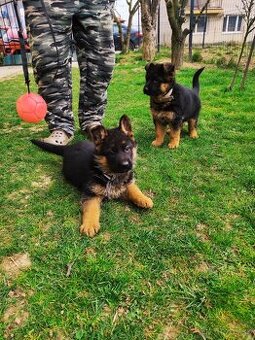 Nemecky ovčiak šteniatka