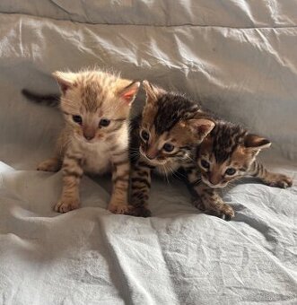 Bengálska mačka, Bengal