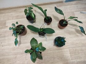 Izbové rastliny - 1