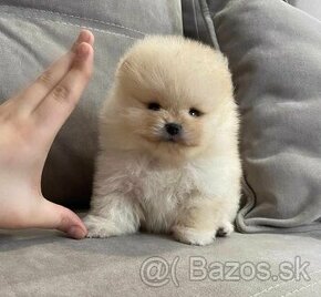 Pomeranian mini Boo whit