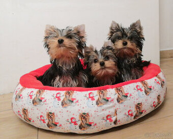 Yorkshire terrier York  Yorkshir  Yorkshirský teriér s PP