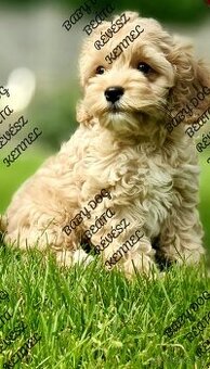 Cavapoo maltipoo Cockapoo pudel