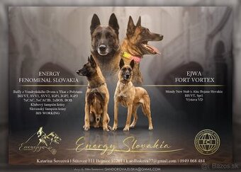 Belgicky ovčiak Malinois