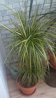 Dracena Lemovana
