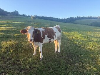 Jalovica Slovenska Strakata