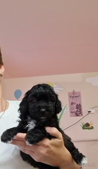 Maltipoo cavapoo Cockapoo pudel