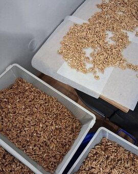 Vlašské lupane orechy