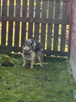 Francúzsky buldocek