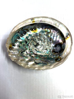 Predám Mušľu Paua