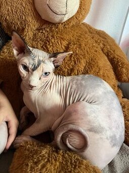 Sphynx