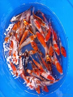 Koi kapor/ koi kapre/jazierkove ryby
