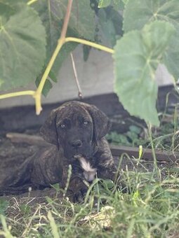 Predám CANE CORSO