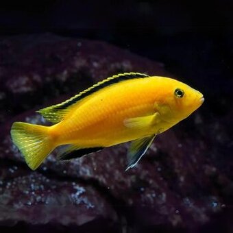 Africké cichlidy