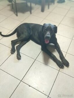 Nemecká doga