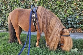 Minishetland kobyla